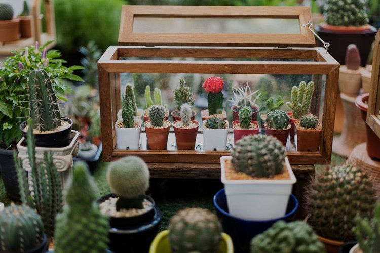 Cactus Houseplant Collection Decoration Set